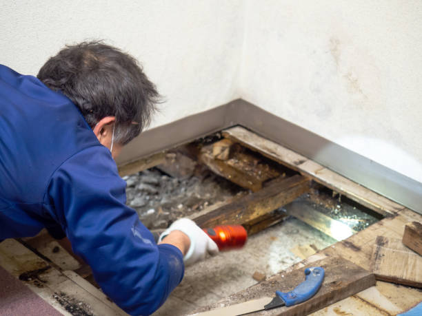 Best Water Damage Restoration  in Moyie Springs, ID