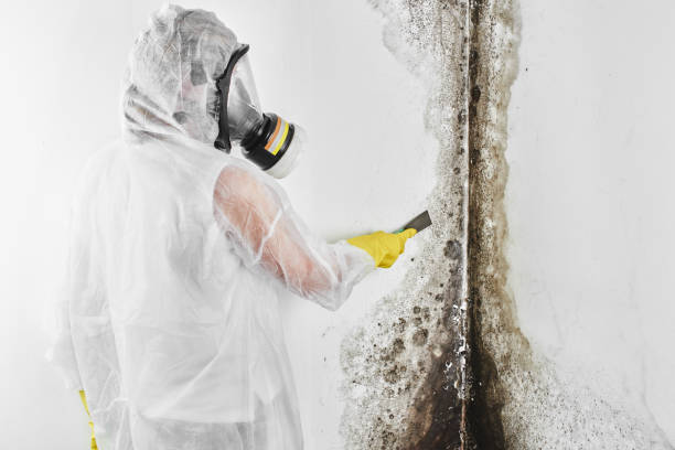 Mold Testing and Removal in Moyie Springs, ID