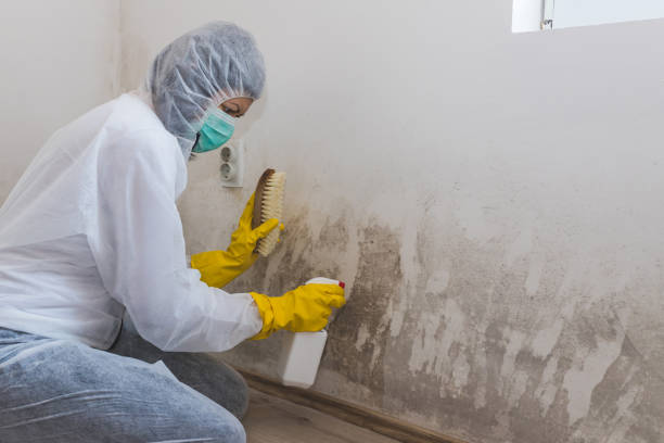 Best Crawl Space Mold Removal  in Moyie Springs, ID