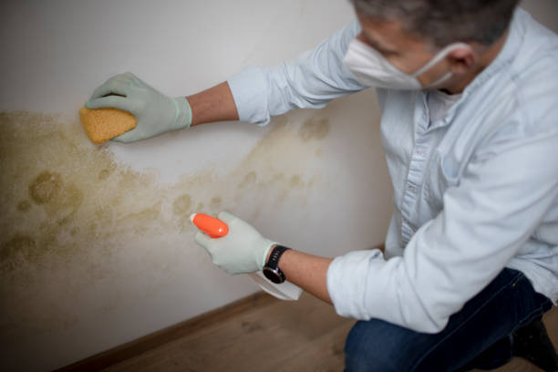 Certified Mold Removal in Moyie Springs, ID