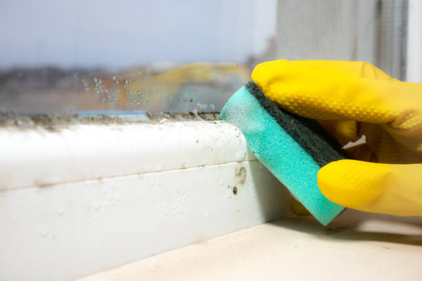 Mold Removal and Inspection in Moyie Springs, ID