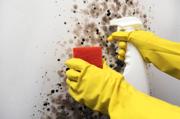 Best Black Mold Removal  in Moyie Springs, ID