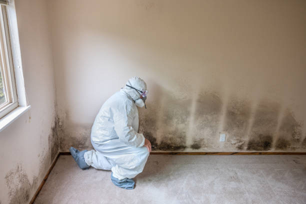 Best Commercial Mold Removal  in Moyie Springs, ID