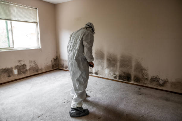 Best Mold Cleaning Services  in Moyie Springs, ID