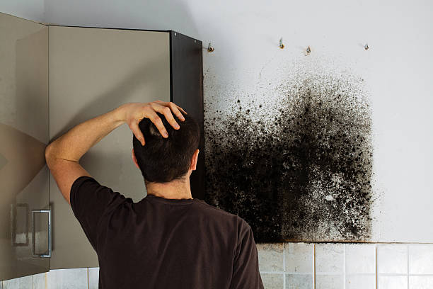 Best Mold Damage Repair  in Moyie Springs, ID