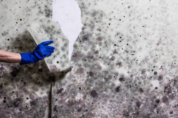 Best Mold Testing and Removal  in Moyie Springs, ID
