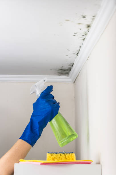 Attic Mold Removal in Moyie Springs, ID