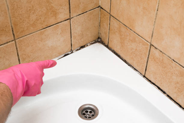 Moyie Springs, ID Mold Removal Company